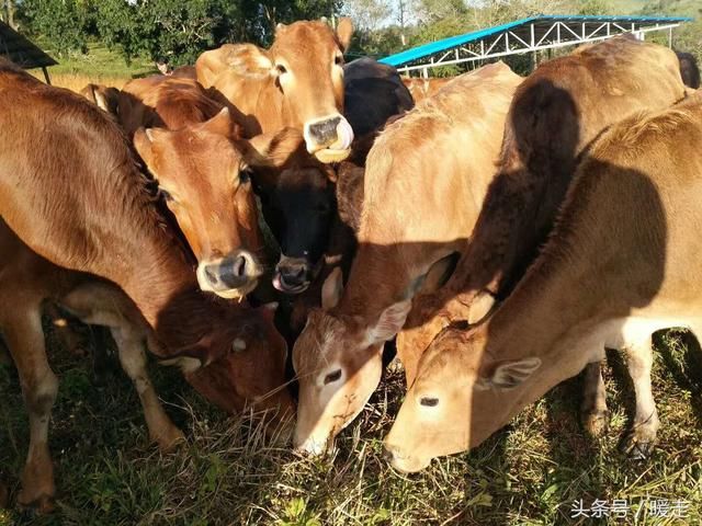 2018农民养牛补贴最高170万,养牛户的春天来