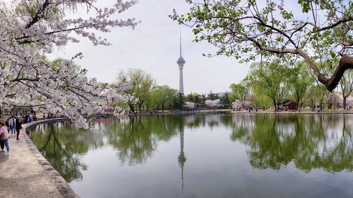 高清美图 | 北京玉渊潭公园樱花怒放！如梦似幻！