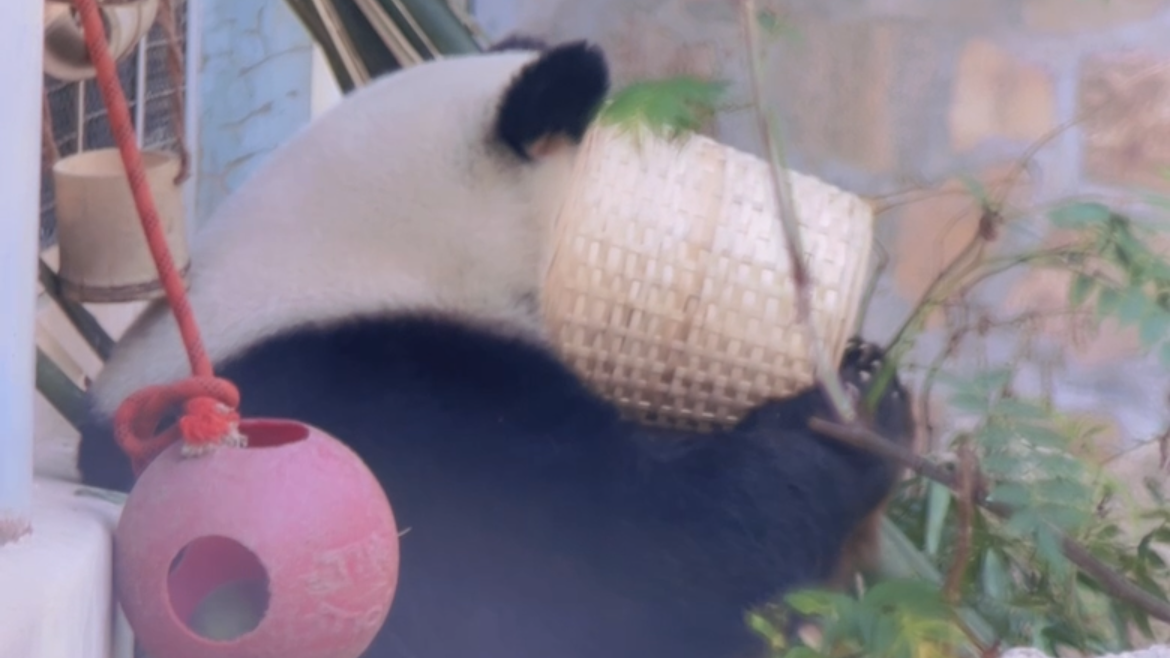 萌兰对自己的大头迷之自信 萌兰把整个头怼进竹篓找窝头 萌兰对自己的大头迷之自信 萌兰把整个头怼进竹篓找窝头