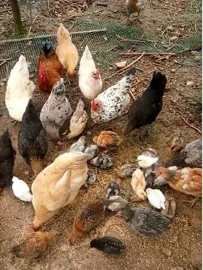 2018年草鸡的养殖前景