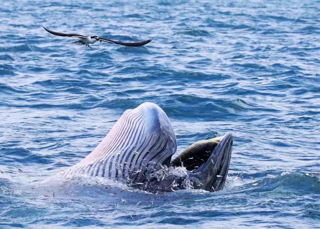 船舶:近期,辖区沙鱼涌-官湖附近水域(详见附图)多次发现布氏鲸活动