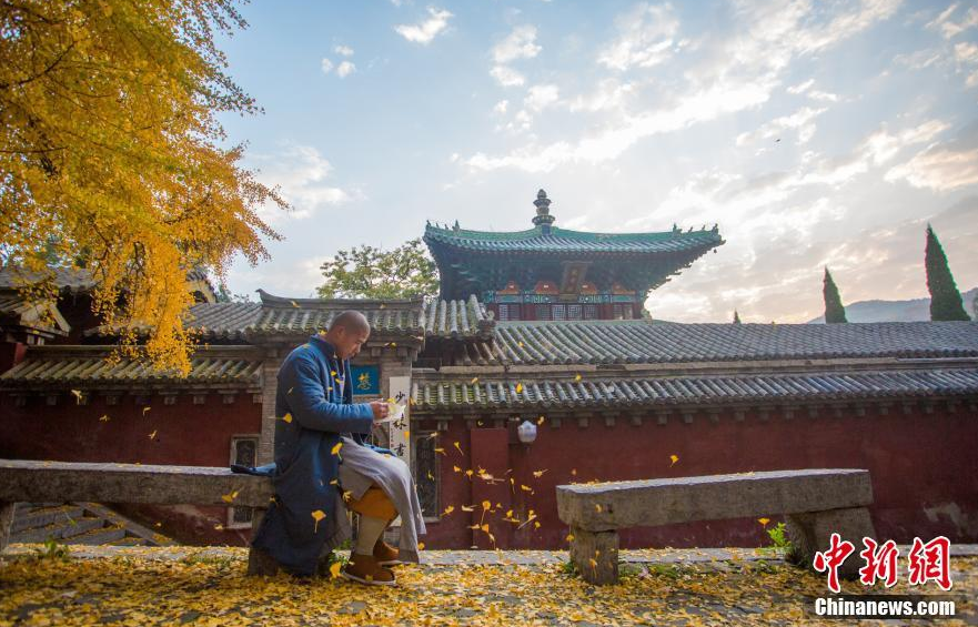 “银杏树下遍地金”，随风而落的银杏叶与古朴的寺庙建筑相得益彰。