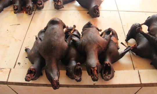 除了蝙蝠之外,恐怖市场还有老鼠