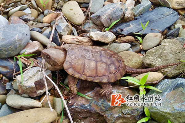 永州雙牌陽明山發現國家一級保護動物鷹嘴龜