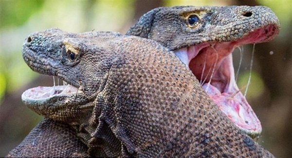 180斤巨型蜥蜴互相打斗场面:科幻电影重现