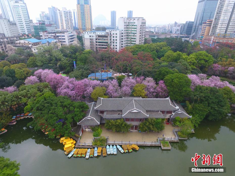 柳州市雀儿山公园,人们在紫荆花树下春游.王以照摄