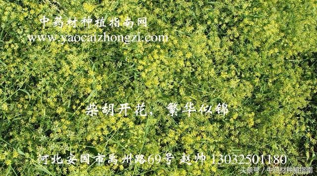 价格一涨再涨的中药材北柴胡(种子),后市看好,