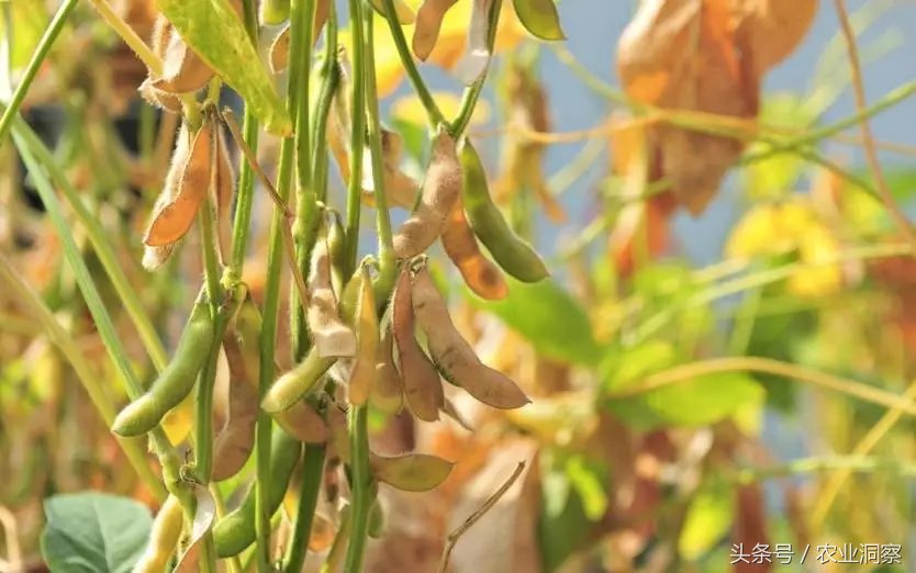 未来5年大豆玉米生猪蔬菜水果,产量和消费大预