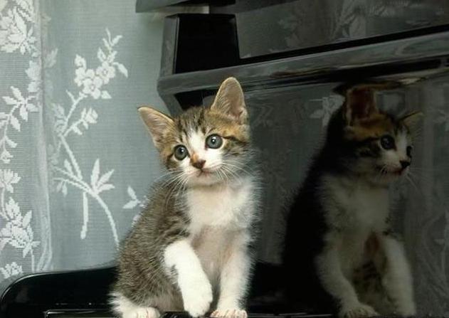 流浪猫被欺负 带回家后养不熟 咬人后被扔