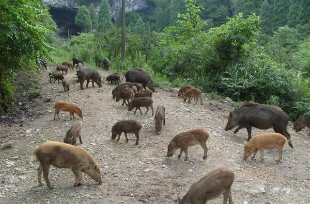 野猪养殖,农民致富新途径