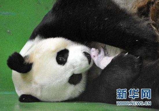 2014年,大熊猫妈妈“菊笑”怀抱三胞胎一只幼崽的照片。