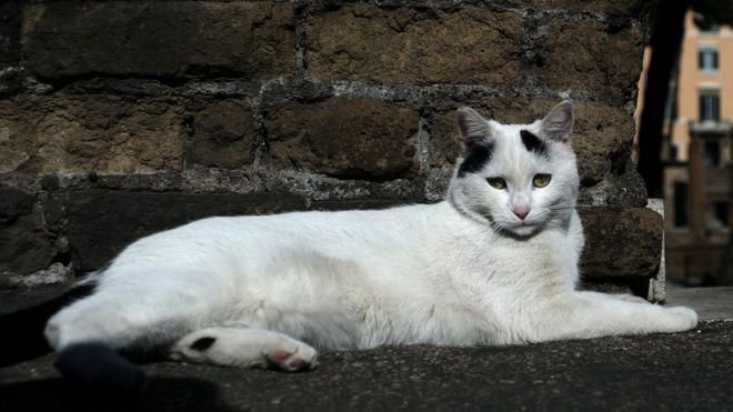 爱猫须谨慎！日本一妇女死于蜱虫病毒 感染源自救助的流浪猫