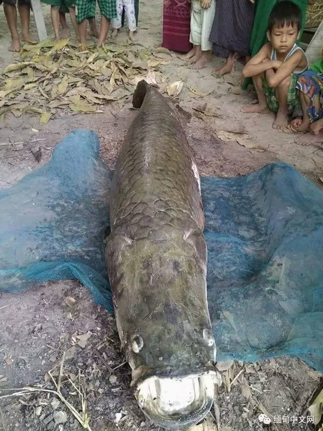 寺庙内惊现2米长寿鱼王 价值数亿缅币 寺庙内惊现2米长寿鱼王 价值数亿缅币
