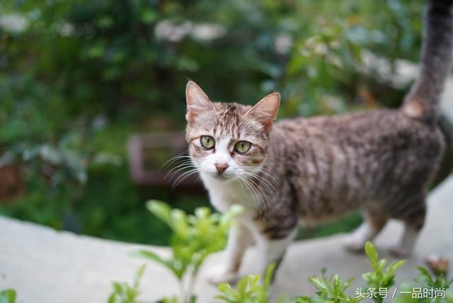 索尼A7III(A7M3)触摸屏功能揭秘