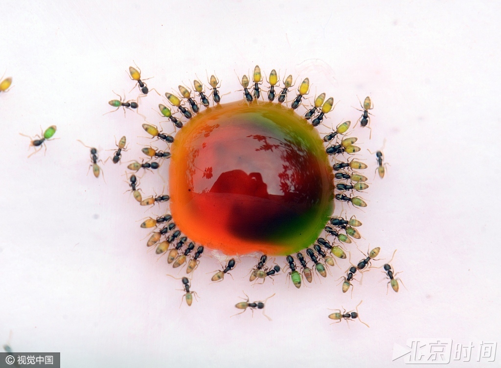 印度现变色蚂蚁 吸食有颜色水滴后变身彩虹