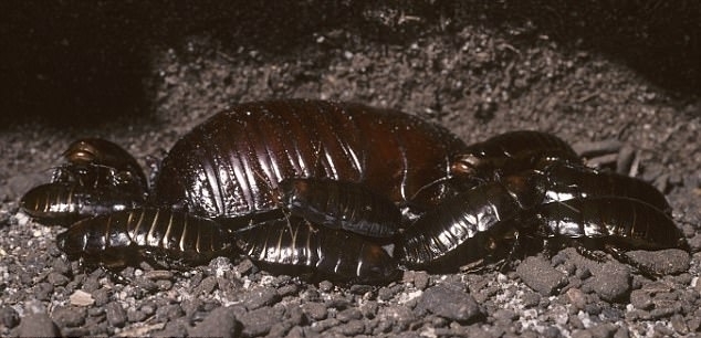 盘点了一些世界上最大、最重、最长和最强壮的昆虫，令人望而生畏，其中大多数是来自亚洲、北美洲和澳大利亚的巨型甲虫、蜘蛛、蝴蝶、飞蛾等，比如比老鼠重、可以用两个爪子掰断一根铅笔、可以当宠物养的甲壳虫。虽然它们外表有些吓人，但大多数都不会主动攻击人类。