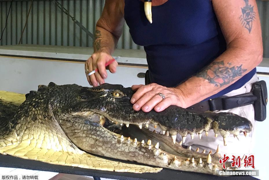 澳洲 猎二代 捕杀鳄鱼2万条亲自制作标本 澳洲 猎二代 捕杀鳄鱼2万条亲自制作标本