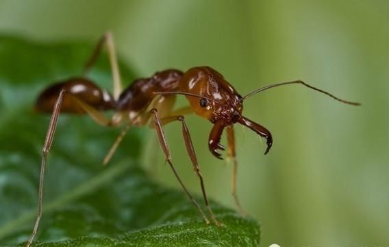 全世界4个寿命最短的动物,第一名简直一出生就往生了啊