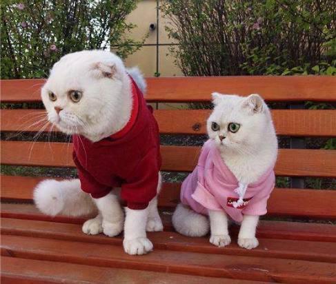 抖音会说话的刘二豆,是什么品种的猫为何成为