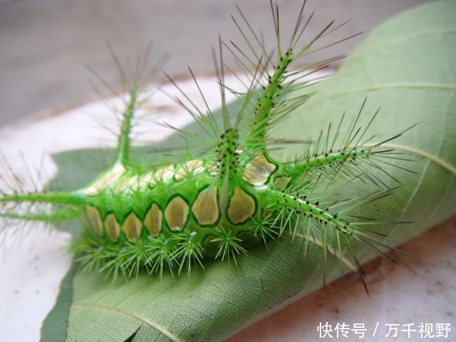 农村人称上图的动物为痒辣子,别名绿刺蛾,青刺蛾,黄缘绿刺蛾,四点刺蛾