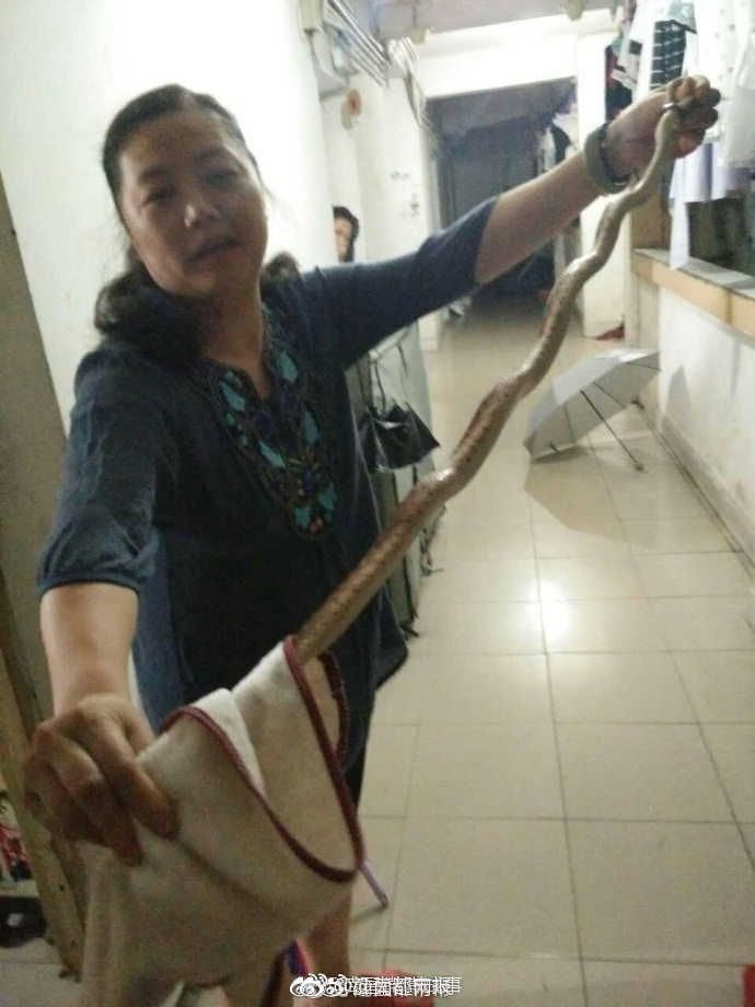 生猛！大蛇夜闯高校女寝 老师徒手擒蛇做夜宵