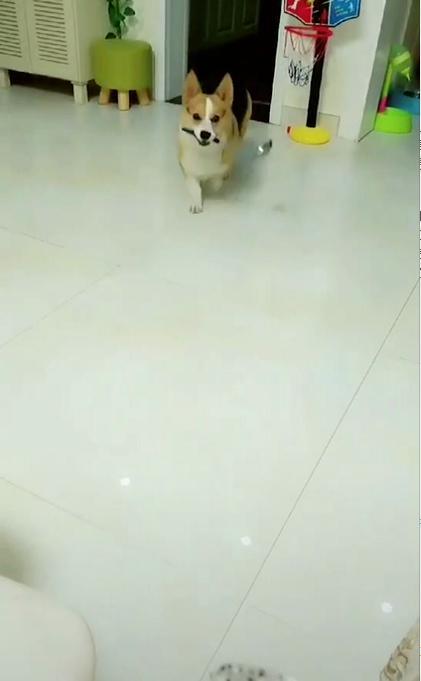 小柯基想吃火龙果,主人说想吃的话喂你一匙,接