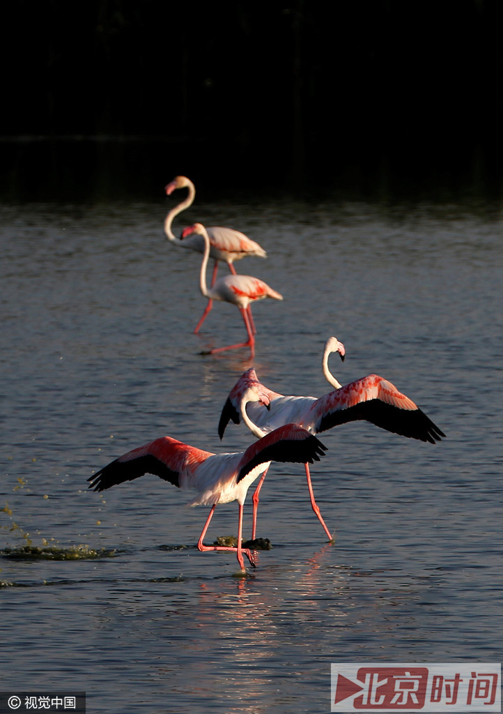 伊兹密尔鸟类天堂是世界仅有的几个鸟类栖居水域之一。