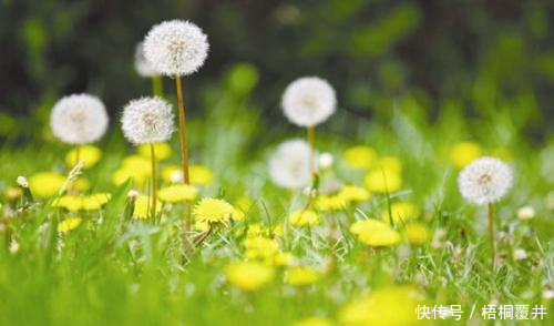 农村这三种草,天然消炎药,顽固咽炎,胃炎,乳腺炎