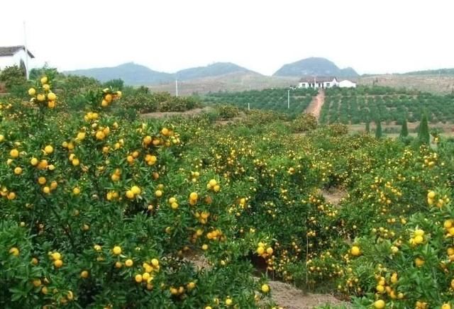 衢州柑橘产业路在何方?