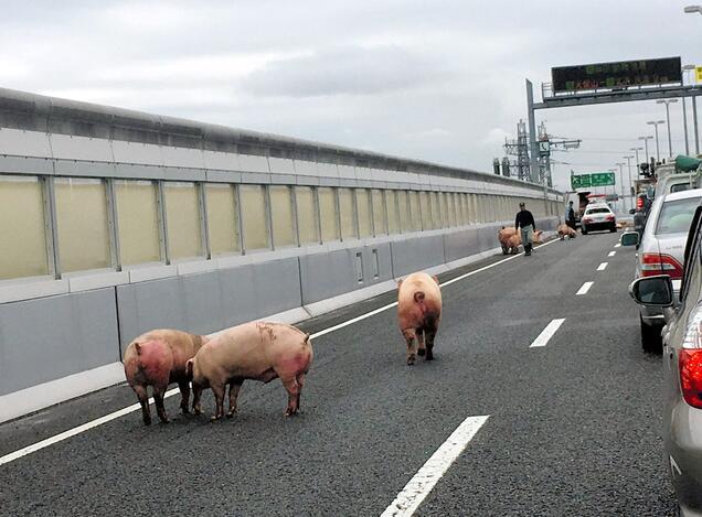 日本车祸致19只猪高速路上"散步" 警察上阵抓猪(组图)