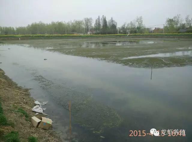 为什么很多新龙虾养殖户水草种植失败?