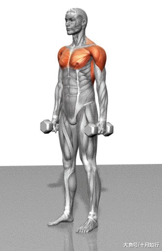 初到健身房一脸蒙圈? 24个肌肉训练动图与详解