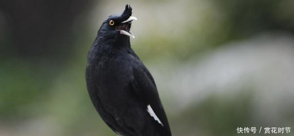 八哥鸟吃什么食物这些饲养方式你了解吗