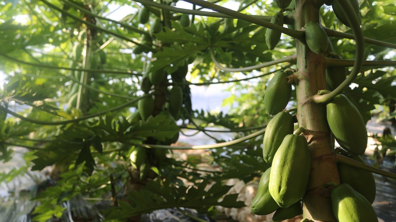 平谷王辛庄镇“南果北种”开启农业种植新思路