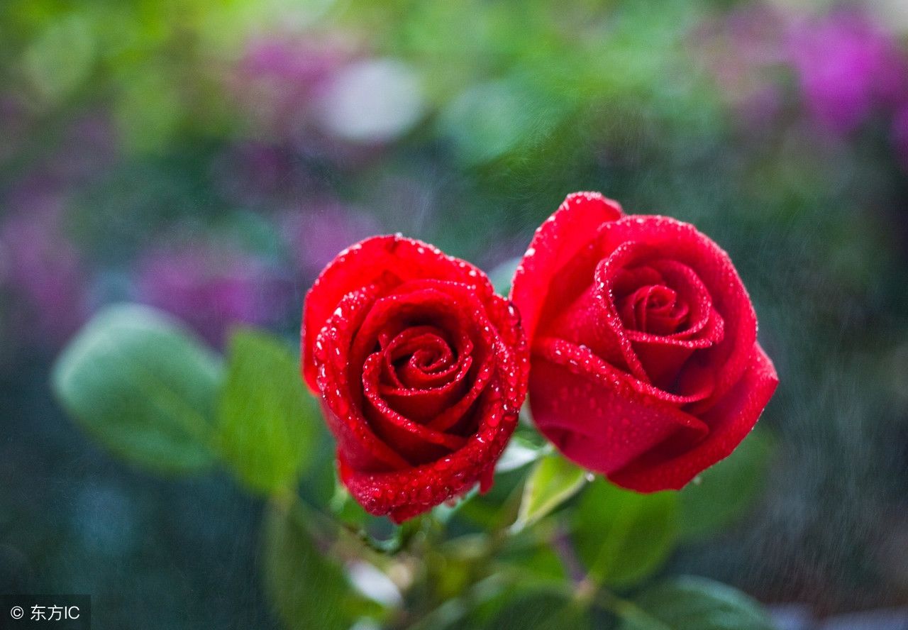 心理测试:送你一朵玫瑰花你要哪个,测试出下个月会有追求者吗?