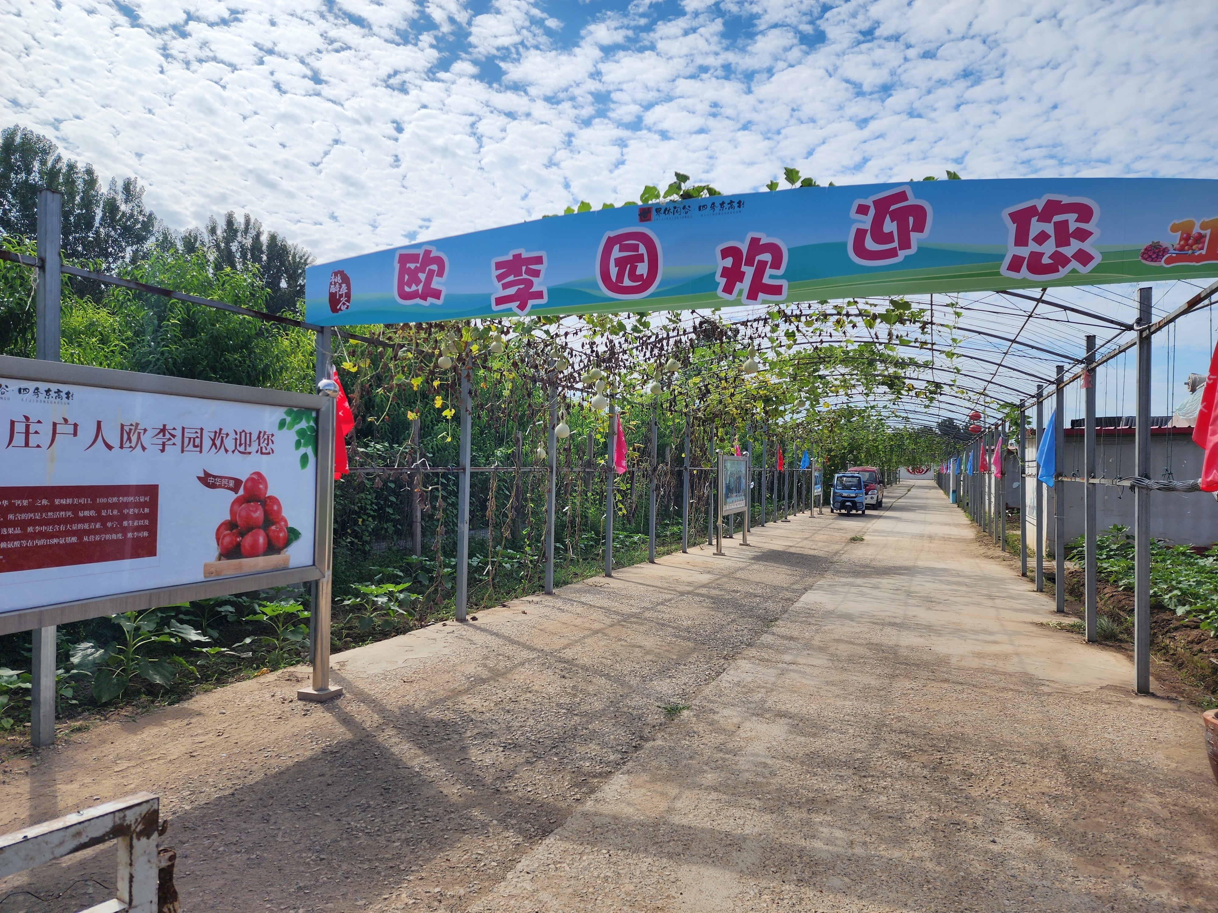 8万斤"钙果"成熟上市!平谷区第十一届欧李采摘节开幕