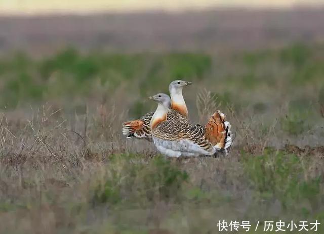 因是古代青楼老板娘的代名词而被熟知,喊冤都