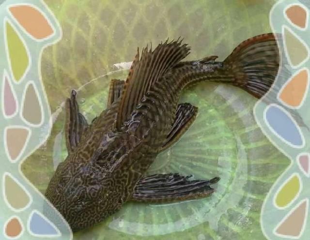 这种鱼叫清道夫,不能吃的原因是因为这种鱼专吃垃圾为生,什么地方脏就