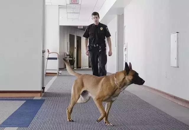 嗅觉能力最强的6大犬种,有你家狗狗吗?