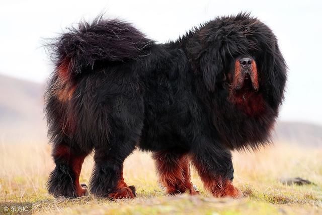 都说"十犬一獒",藏獒真的有那么厉害吗?