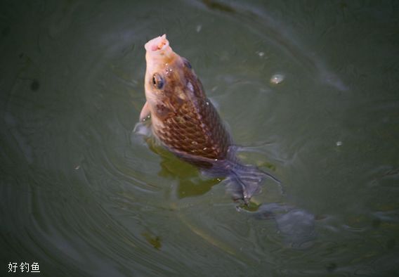 散炮饵的配制方法,钓鱼大师讲解