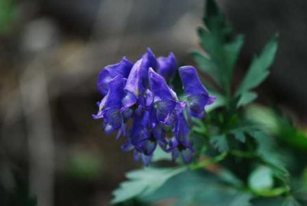 为何宋朝之后砒霜毒性越来越大