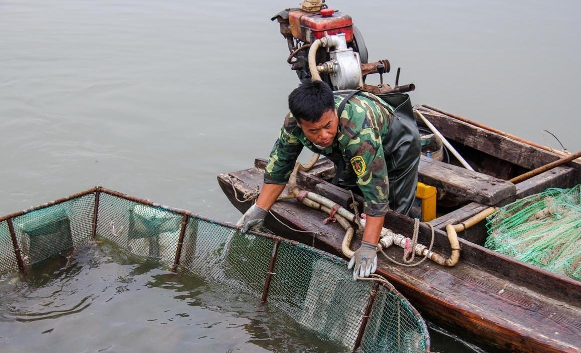 渔民捕捞牙鲆鱼 上岸直接将其拍死为放血去腥