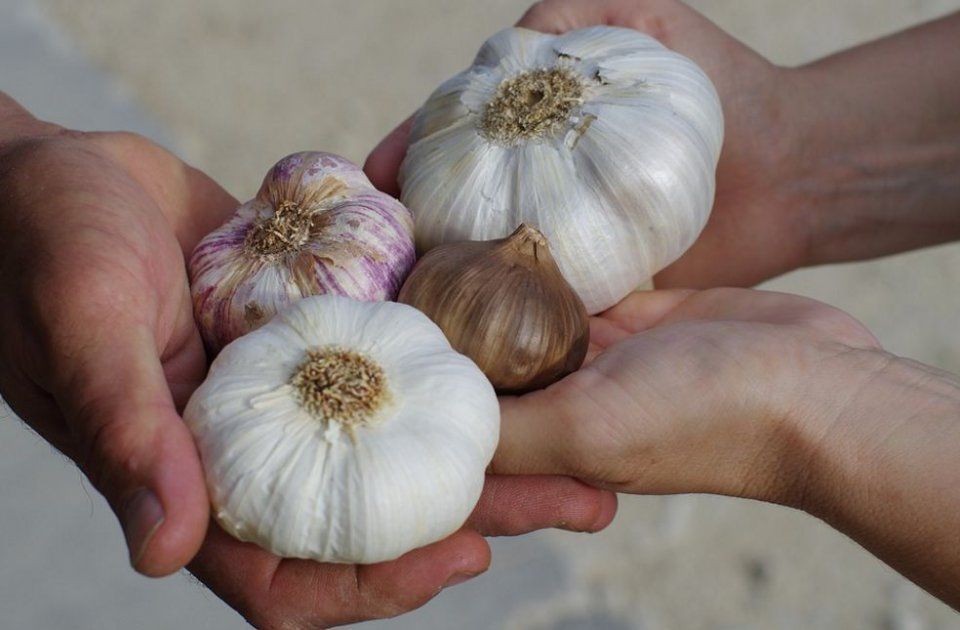 春天喝一碗蒸大蒜水,感冒咳嗽再也不用吃药~