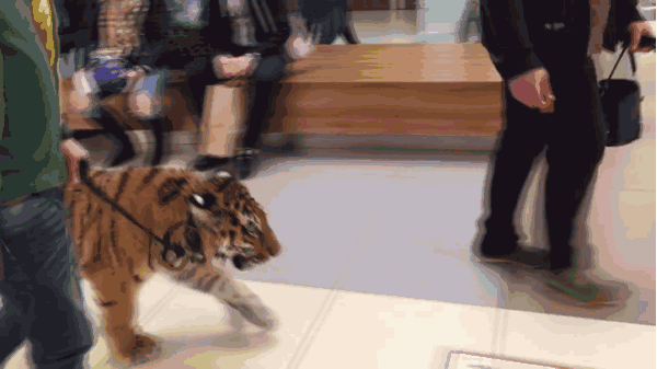 俄商场惊现遛老虎 “大猫”悠闲踱步好自在