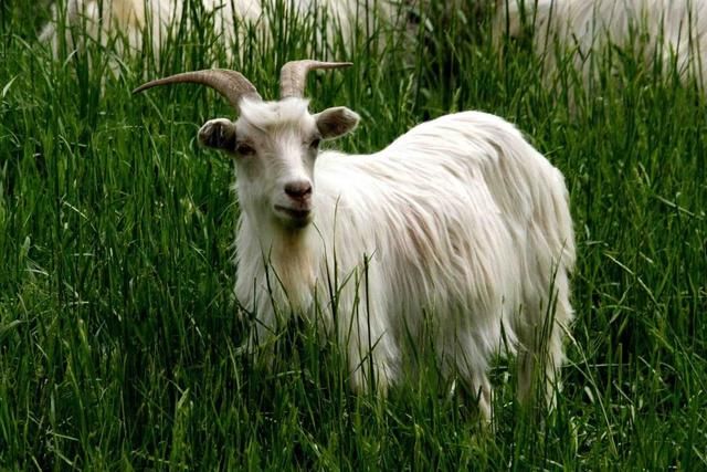 山羊都有哪些类别?山羊绒为何要比绵羊绒更贵