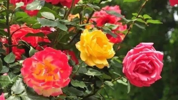 美爆了！漫步京城，邂逅初夏的月季花海，感受4500亩的浪漫→