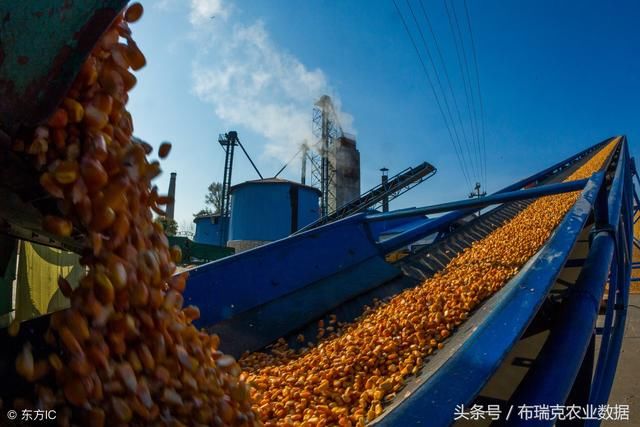 06月08日玉米:中美两国贸易谈判涉及到玉米与