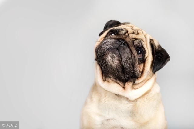 属狗人一生的婚姻如何,会不会离婚