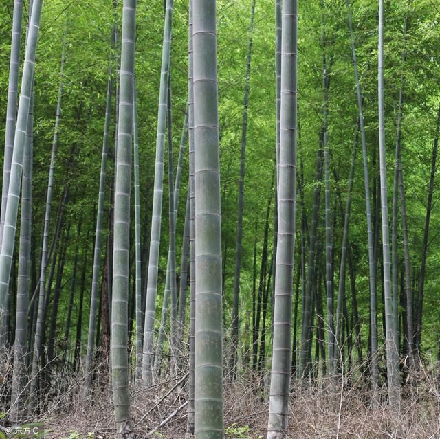 这种竹子长的快,产量大,用途多,一亩至少收二万
